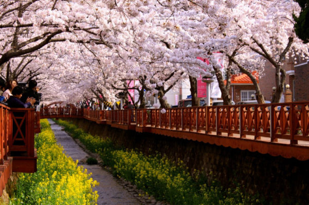 Mùa hoa anh đào ở Hàn Quốc!