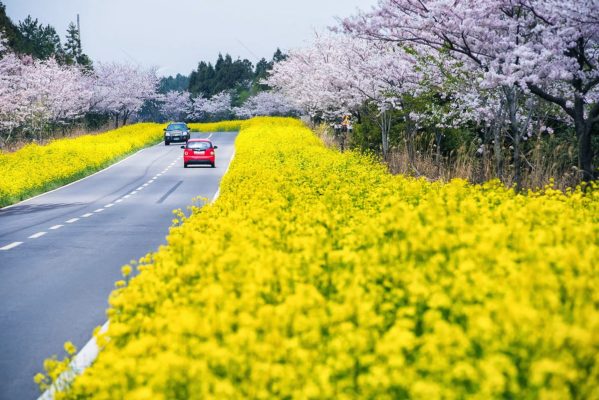 Du lịch Hàn Quốc mùa hoa Anh đào vuiladi