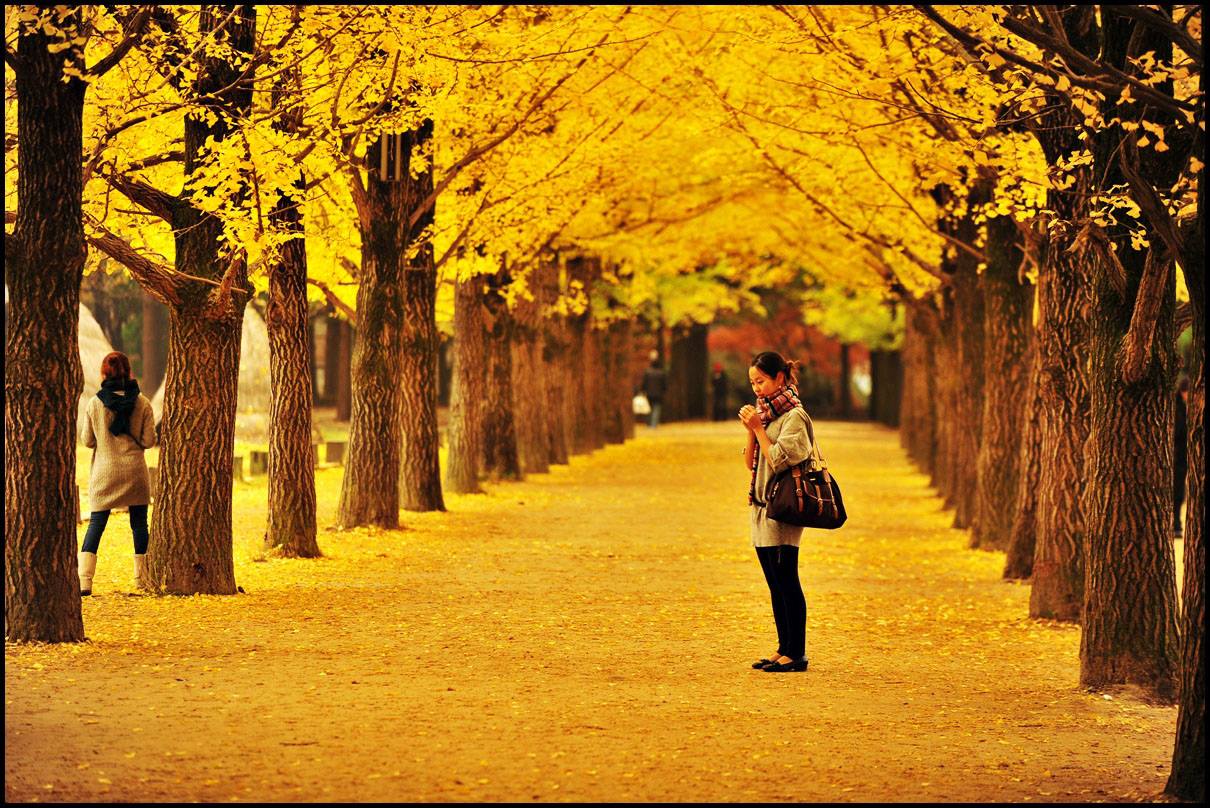 Mùa thu Hàn Quốc - lá vàng và lá đỏ: Mùa thu là thời điểm hiếm hoi mà lá cây bắt đầu chuyển sang màu cam, đỏ và vàng rực rỡ, tạo nên một cảnh tượng vô cùng đẹp mắt. Hàn Quốc được biết đến là một trong những điểm đến du lịch trong mùa thu tuyệt vời nhất trên thế giới. Hãy cùng chiêm ngưỡng các bức ảnh về mùa thu tại Hàn Quốc để cảm nhận vẻ đẹp tuyệt diệu của lá vàng, lá đỏ nơi biển cả.