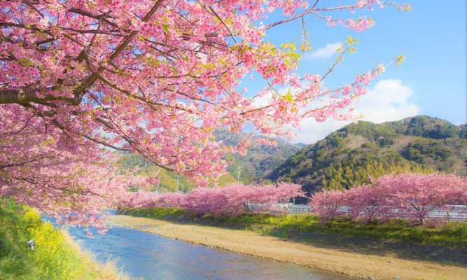 du lịch Nhật bản mùa hoa anh đào - rực rỡ cung đường vàng