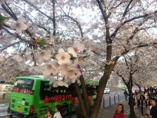 Mùa hoa anh đào ở Hàn Quốc!